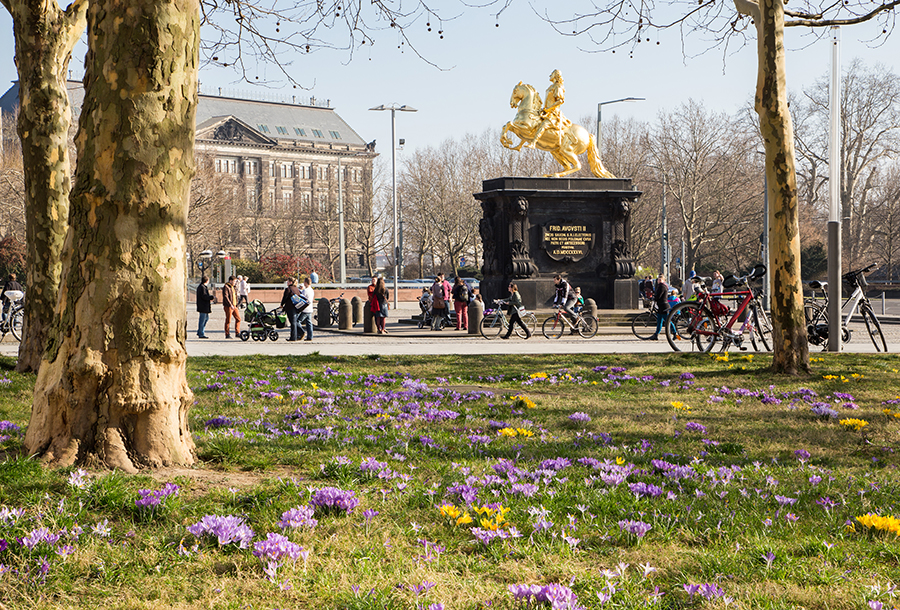 Krokuswiese am Goldenen Reiter