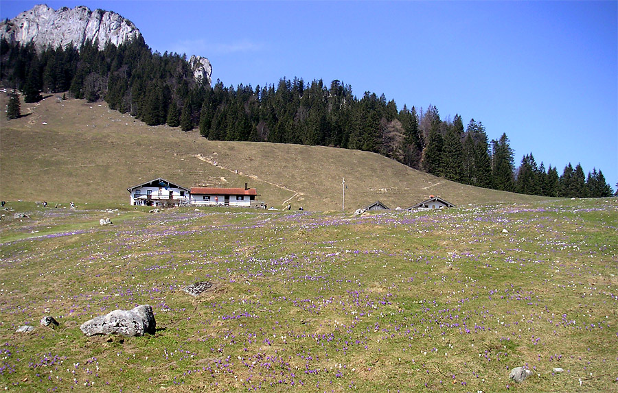 Krokuswiese am Heuberg