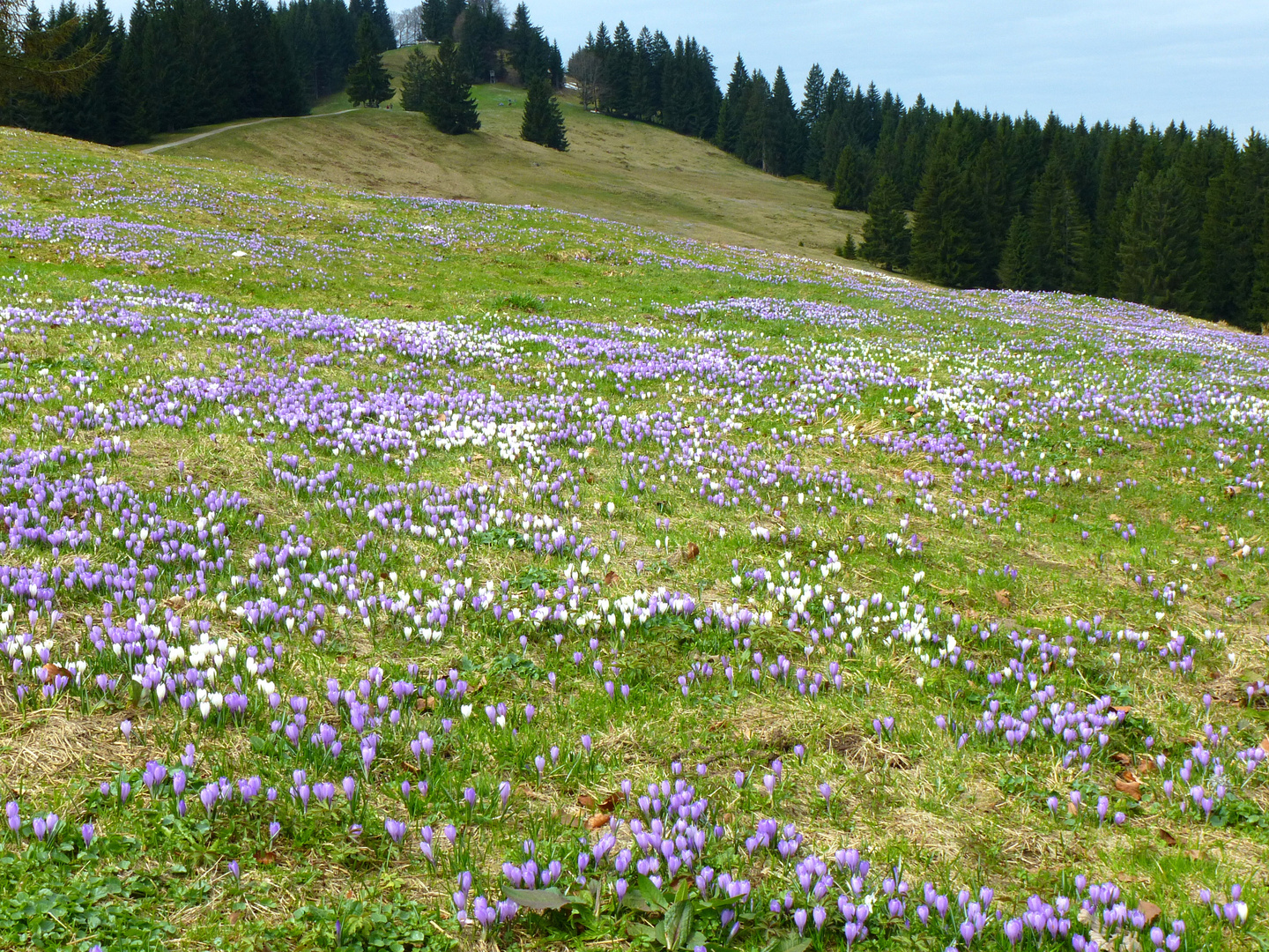 Krokuswiese am Hündle