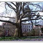 Krokuswiese am knorrigen Baum