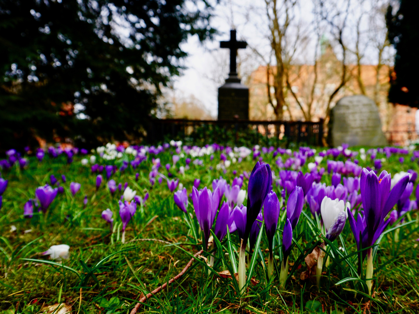 Krokuswiese an alten Friedhof