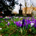 Krokuswiese an alten Friedhof