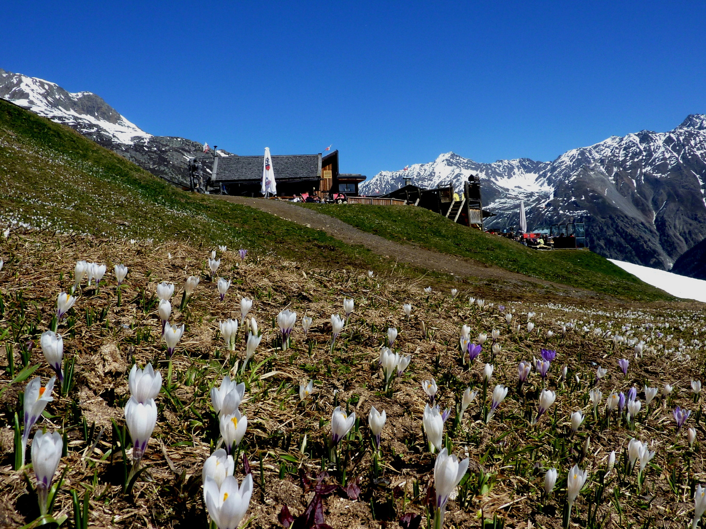 Krokuswiese an der Gampe Alm