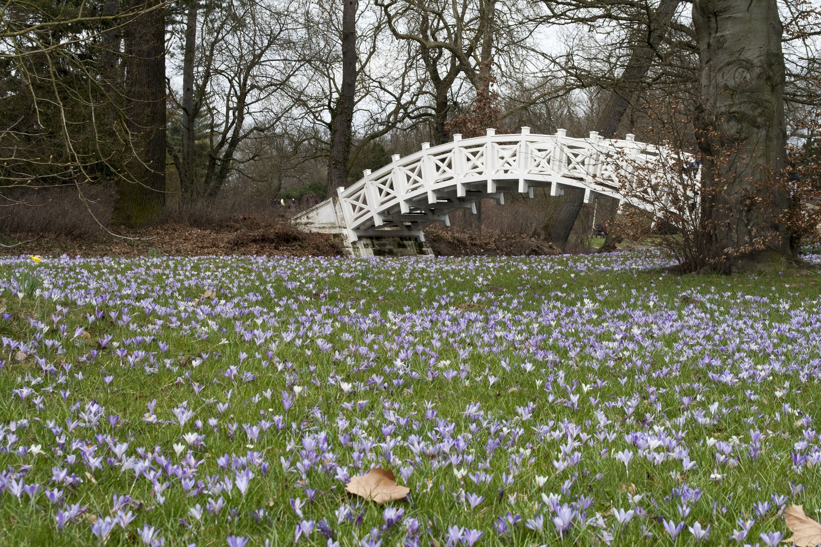 Krokuswiese an der weißen Brücke