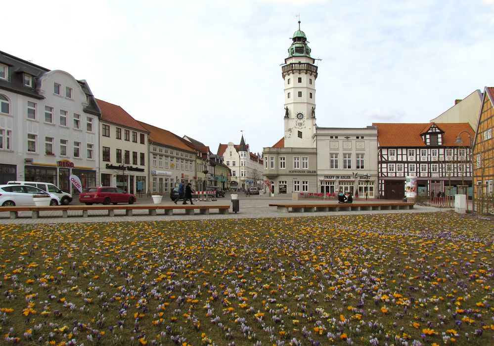 Krokuswiese auf dem Rathausturmplatz in Salzwedel