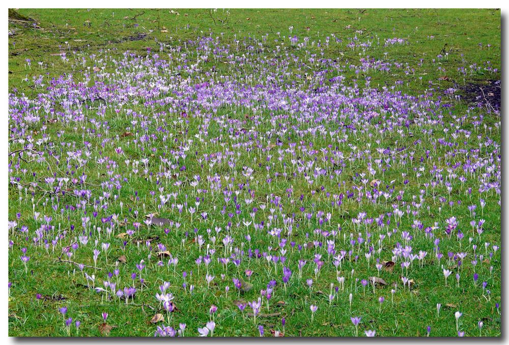 Krokuswiese - Flora Köln