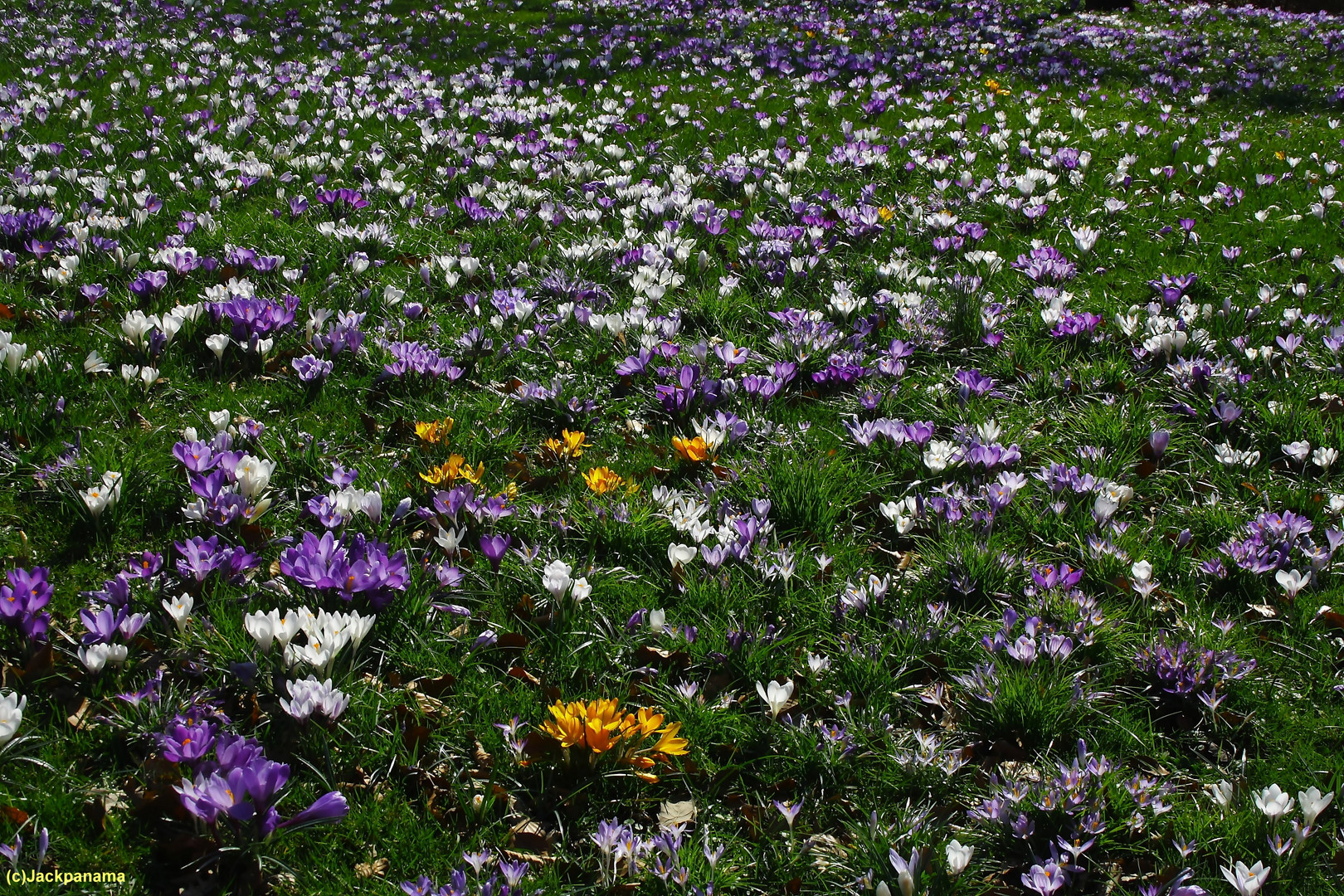 Krokuswiese im Botanischen Garten Wuppertal