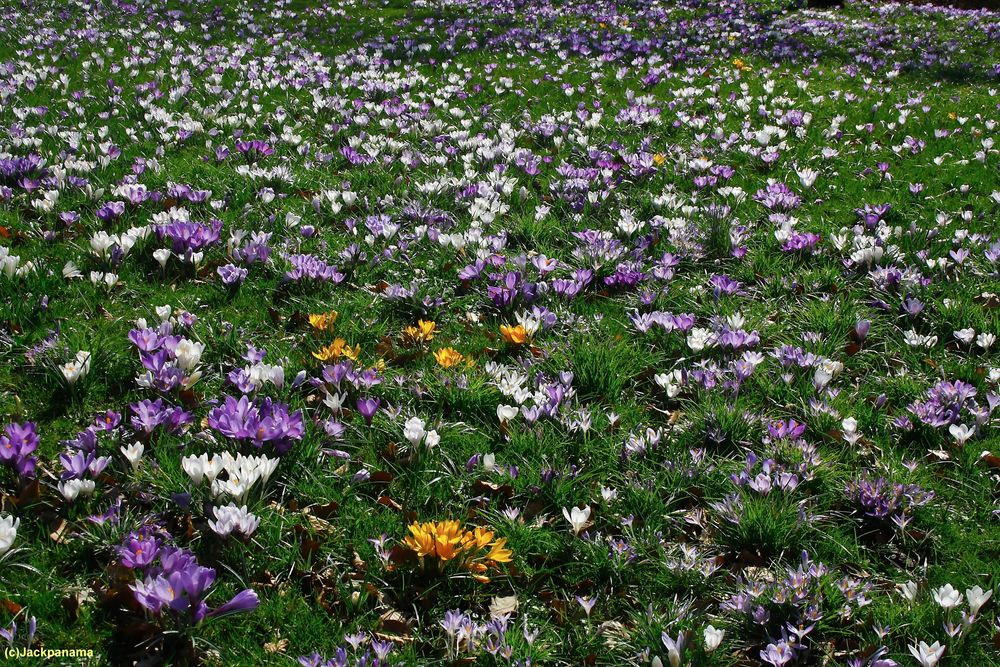 Krokuswiese im Botanischen Garten Wuppertal