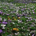 Krokuswiese im Botanischen Garten Wuppertal