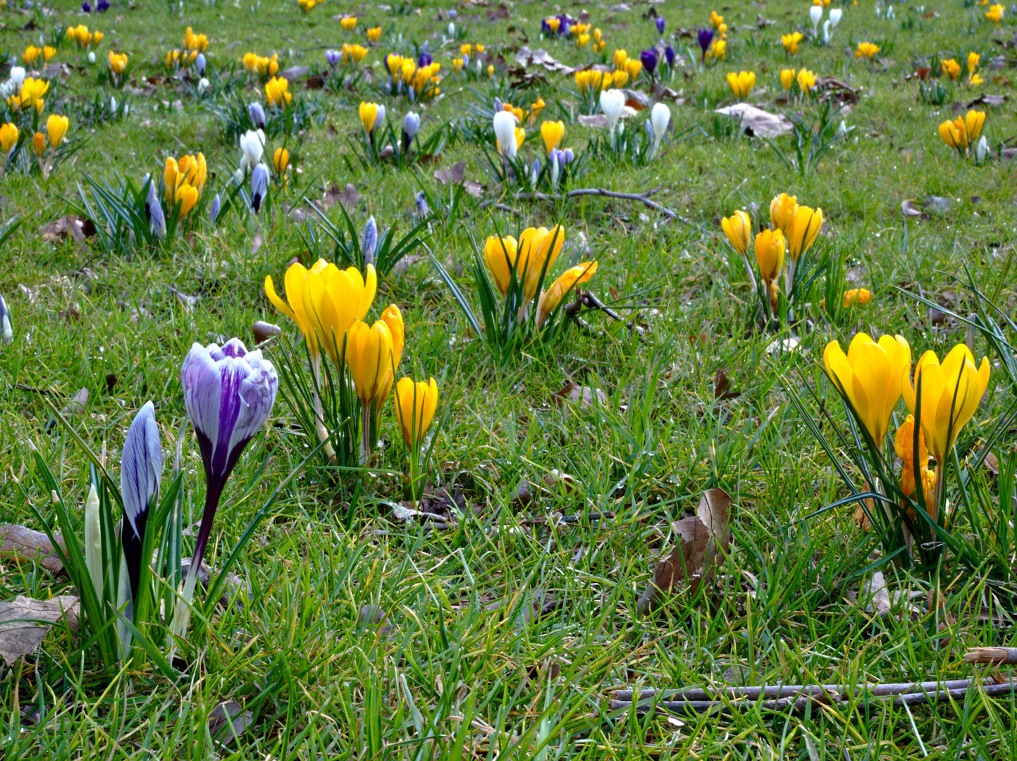 Krokuswiese im Frühling