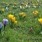 Krokuswiese im Frühling