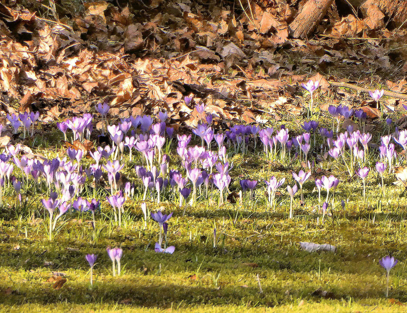 Krokuswiese im Hummelsteiner Park