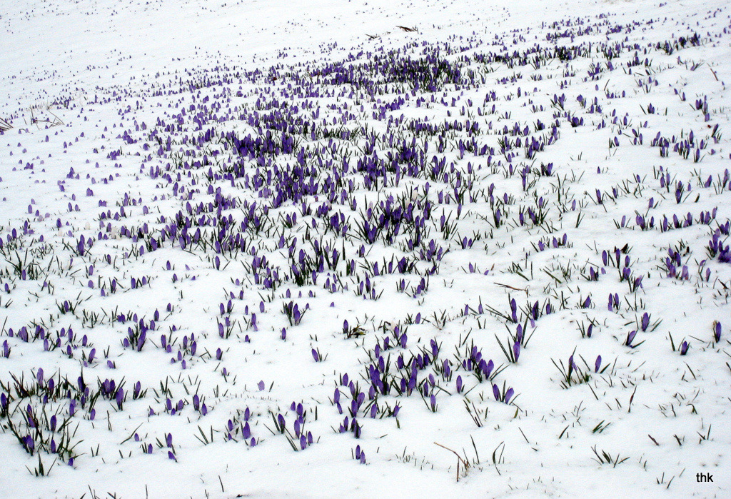 Krokuswiese im Neuschnee