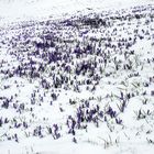 Krokuswiese im Neuschnee