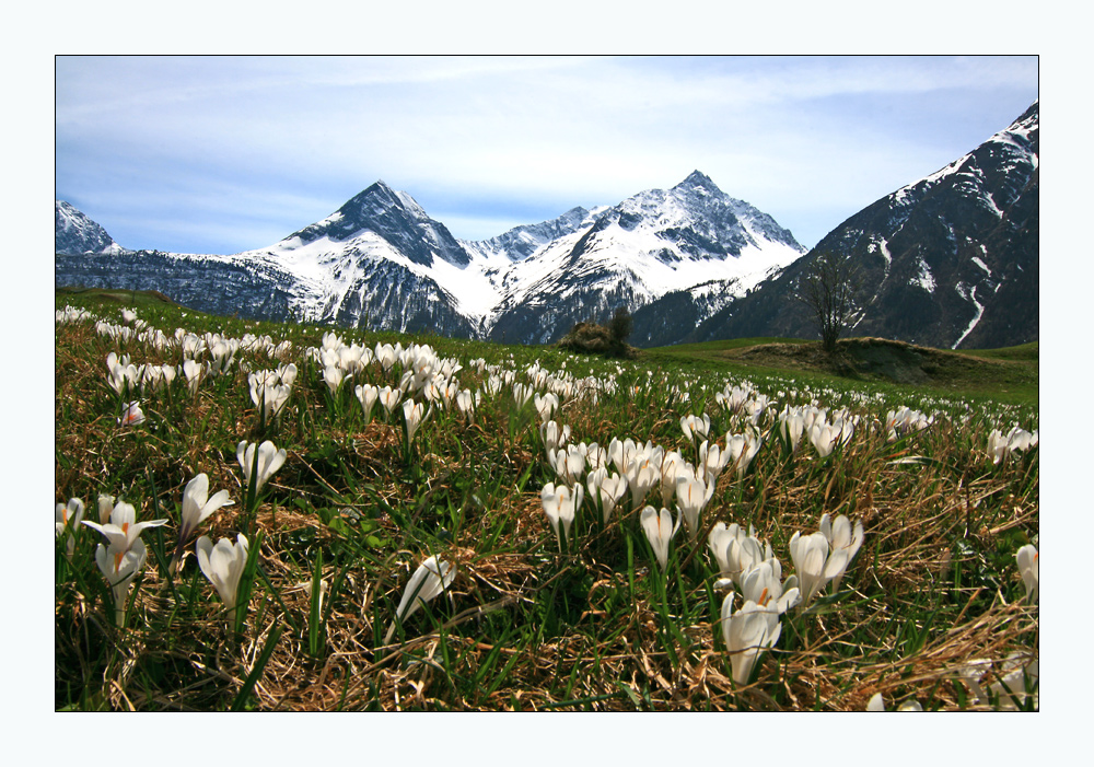 Krokuswiese im Ötztal