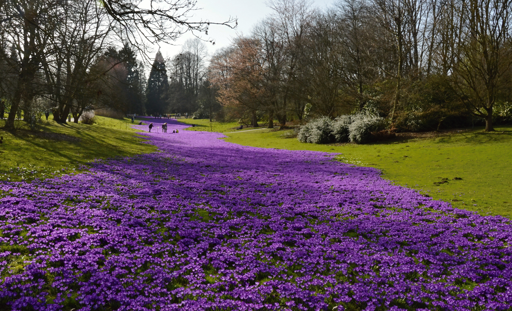 Krokuswiese im Rombergpark Dortmund