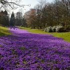 Krokuswiese im Rombergpark Dortmund