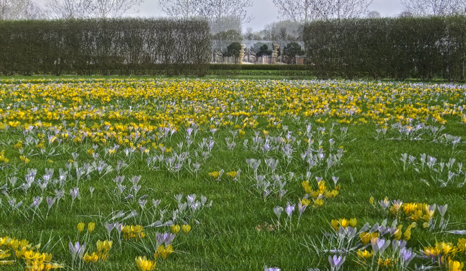 Krokuswiese im Schlosspark (3D)