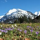 Krokuswiese im Trettachtal