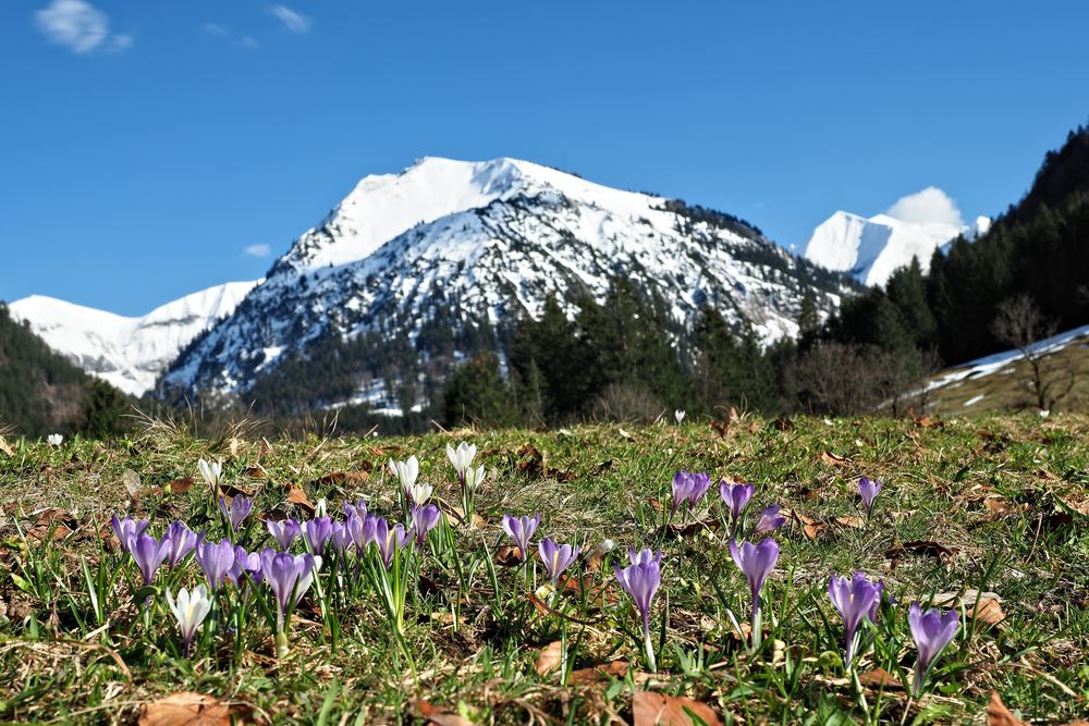 Krokuswiese im Trettachtal