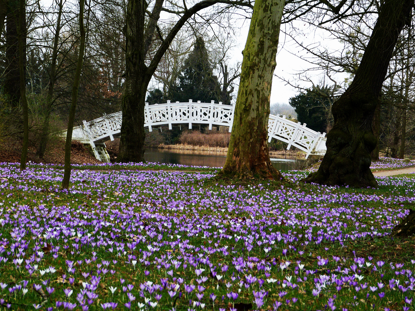 Krokuswiese im Wörlitzer Park Foto &amp; Bild landschaft