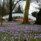 Krokuswiese im Wörlitzer Park