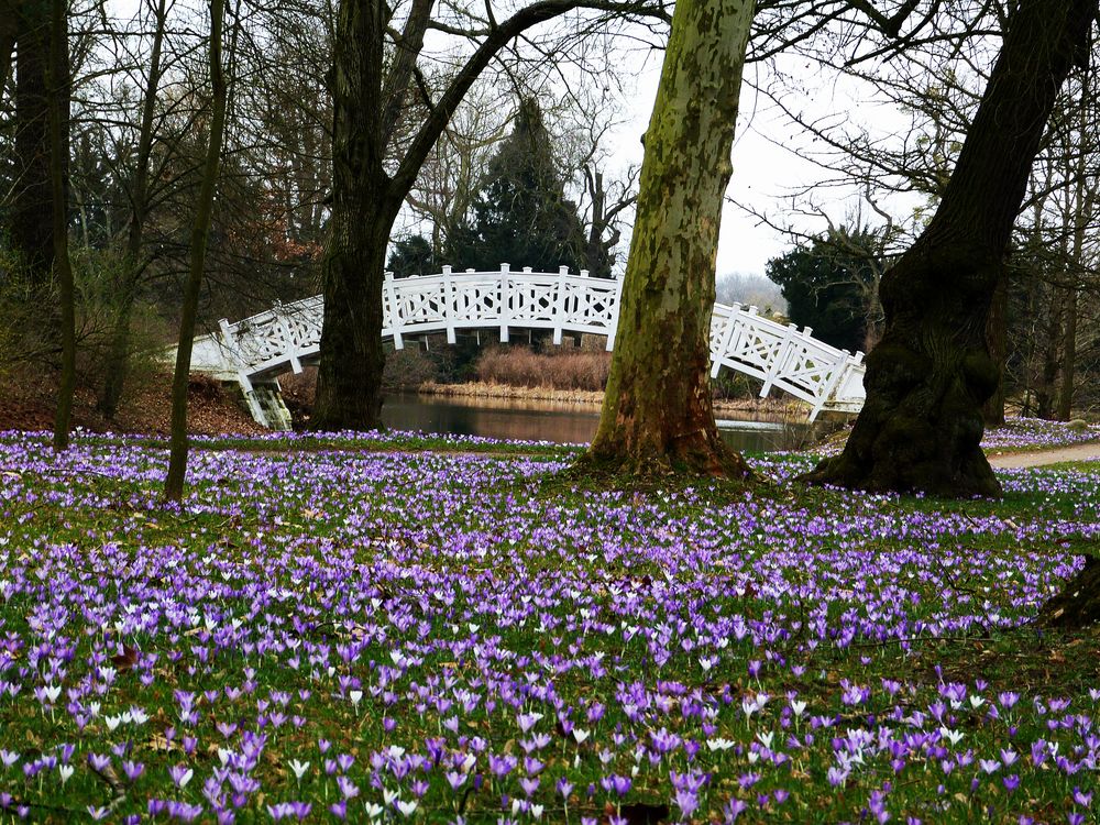 Krokuswiese im Wörlitzer Park Foto &amp; Bild landschaft