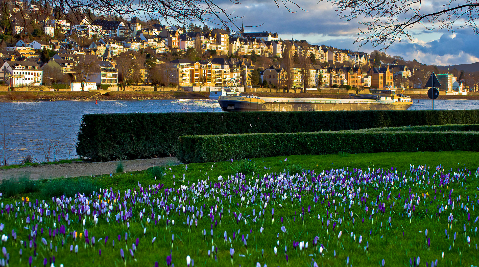 Krokuswiese in den Rheinanlagen, Koblenz