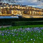 Krokuswiese in den Rheinanlagen, Koblenz