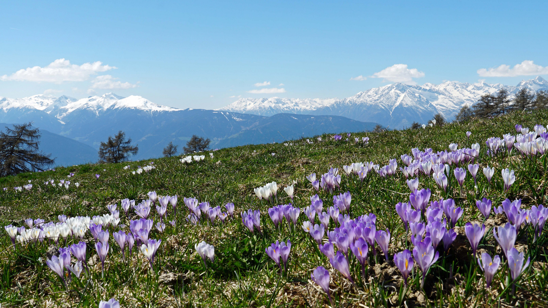 Krokuswiese in Südtirol