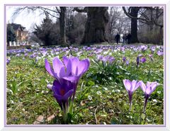 Krokuswiese in Zittau (2)