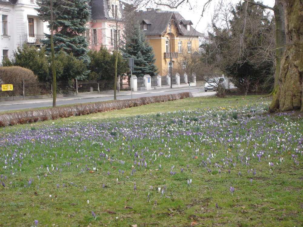 Krokuswiese in Zittau im Frühjahr