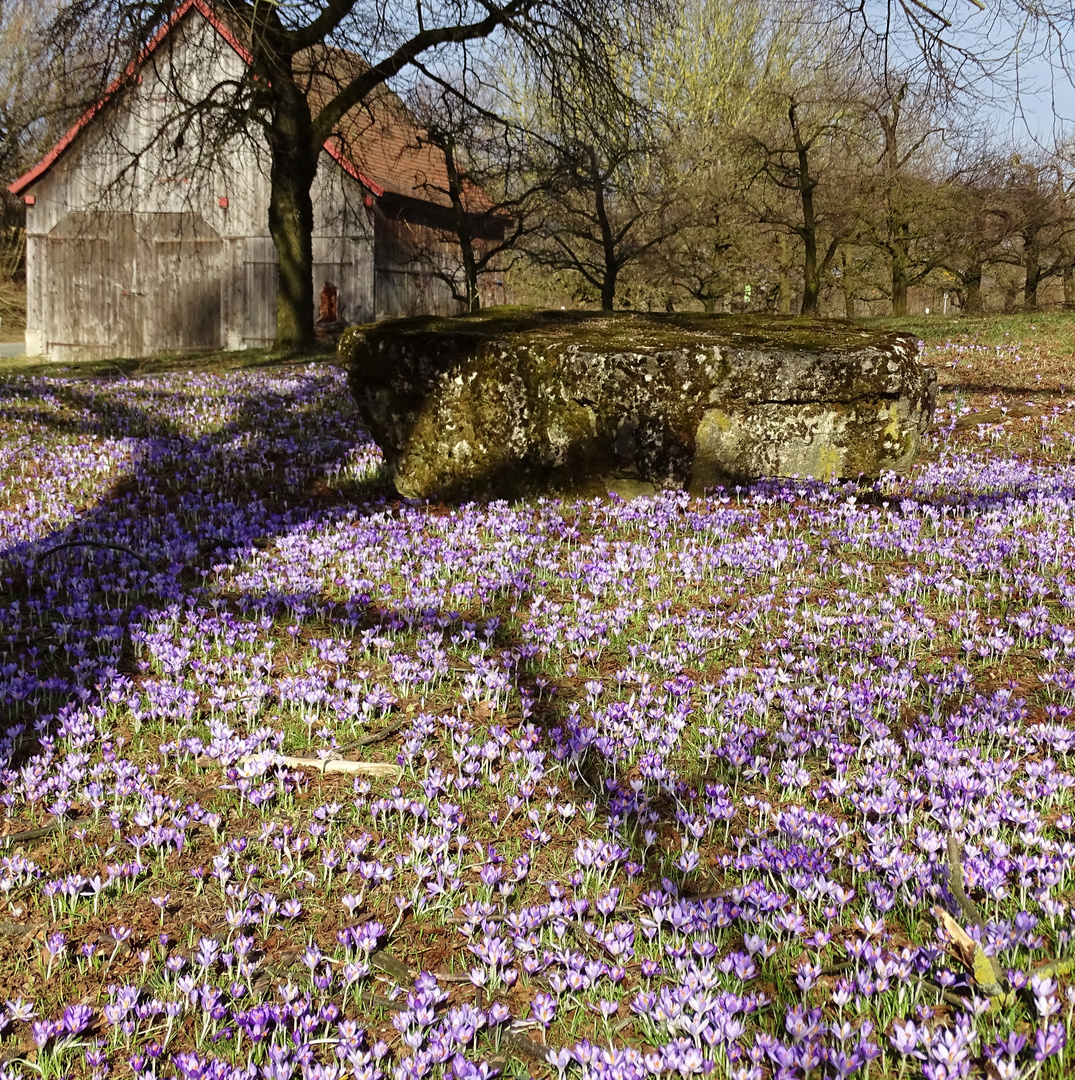 Krokuswiese oder endlich Frühling !!!