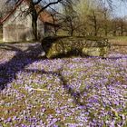 Krokuswiese oder endlich Frühling !!!