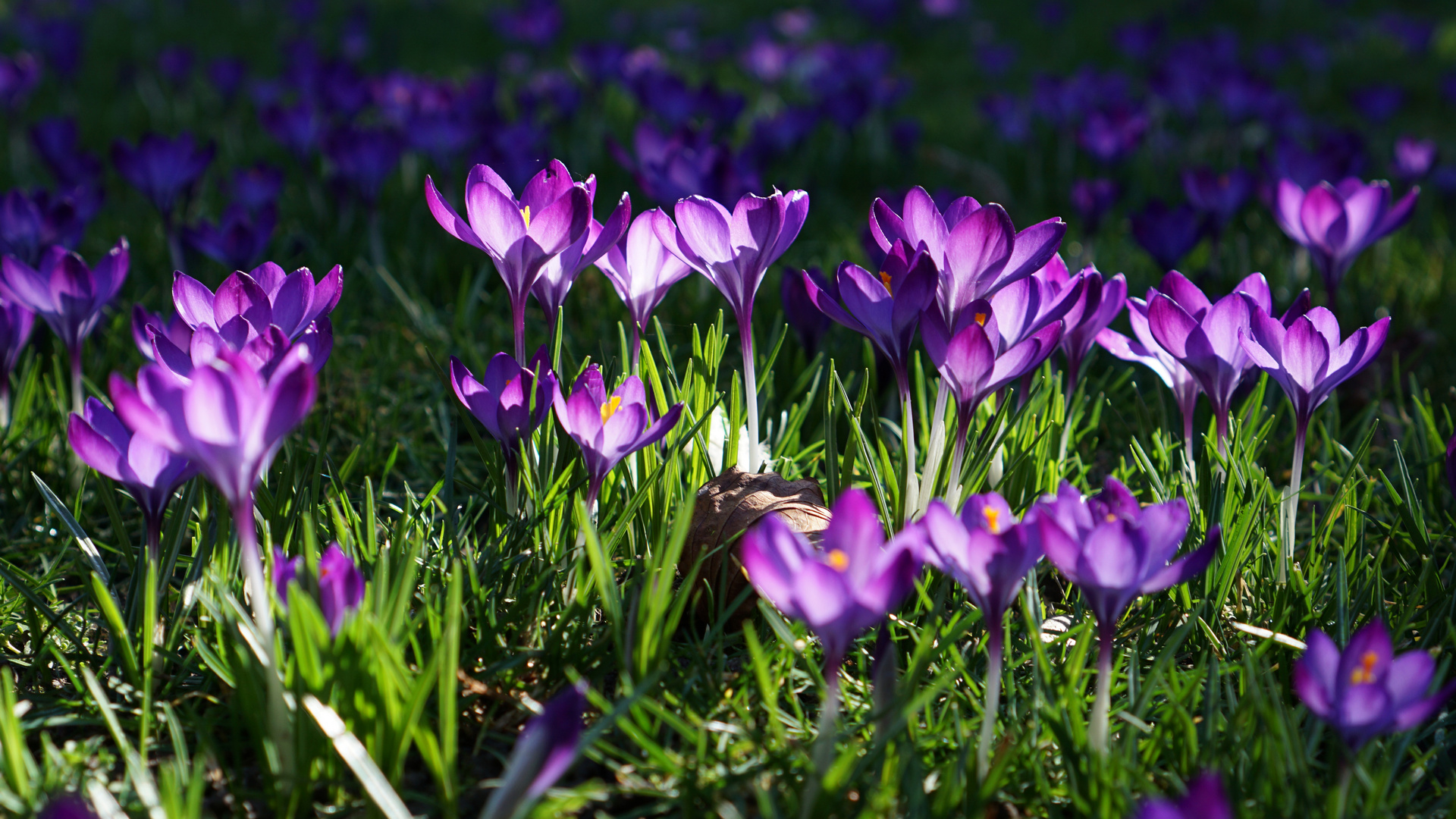 Krokuswiese Rombergpark, Dortmund