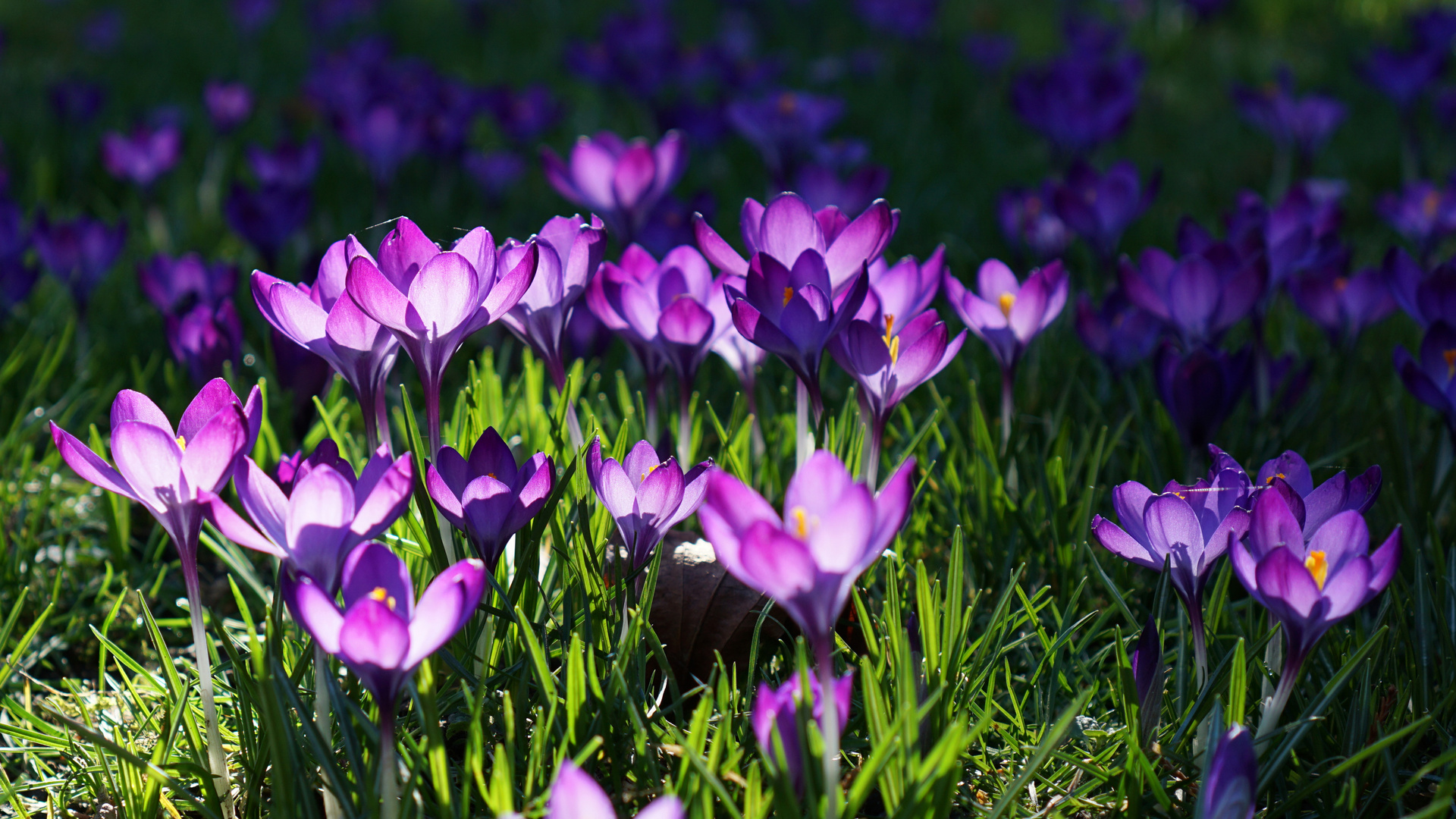 Krokuswiese Rombergpark, Dortmund II