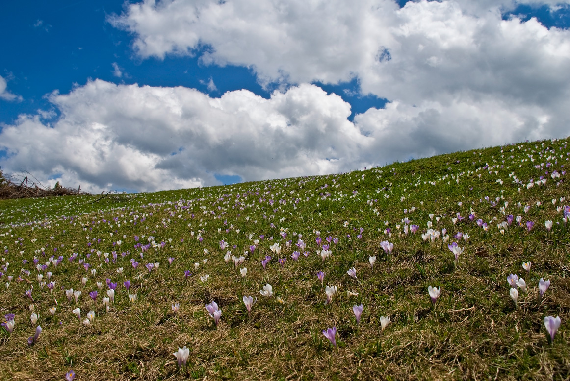 Krokuswiese - Seiseralm