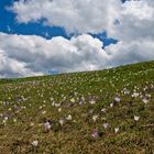 Krokuswiese - Seiseralm