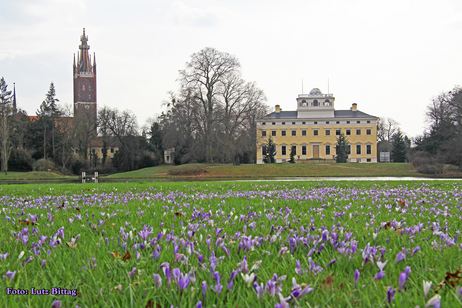 Krokuswiese vor dem Wörlitzer Schloss