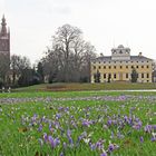 Krokuswiese vor dem Wörlitzer Schloss