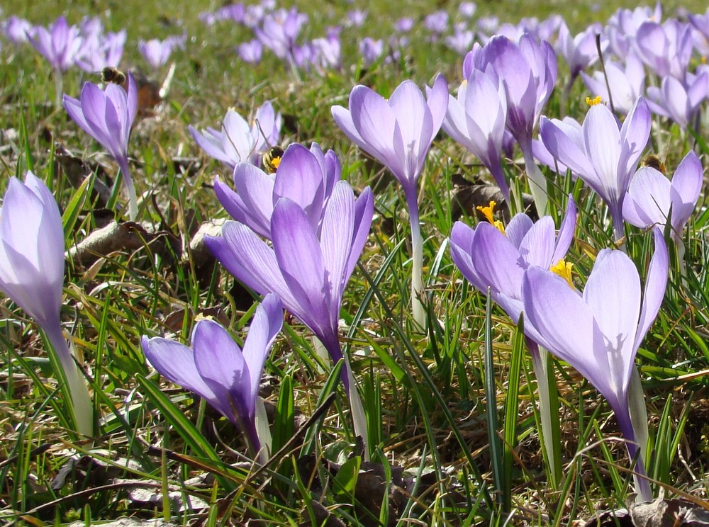 Krokuswiese Zavelstein