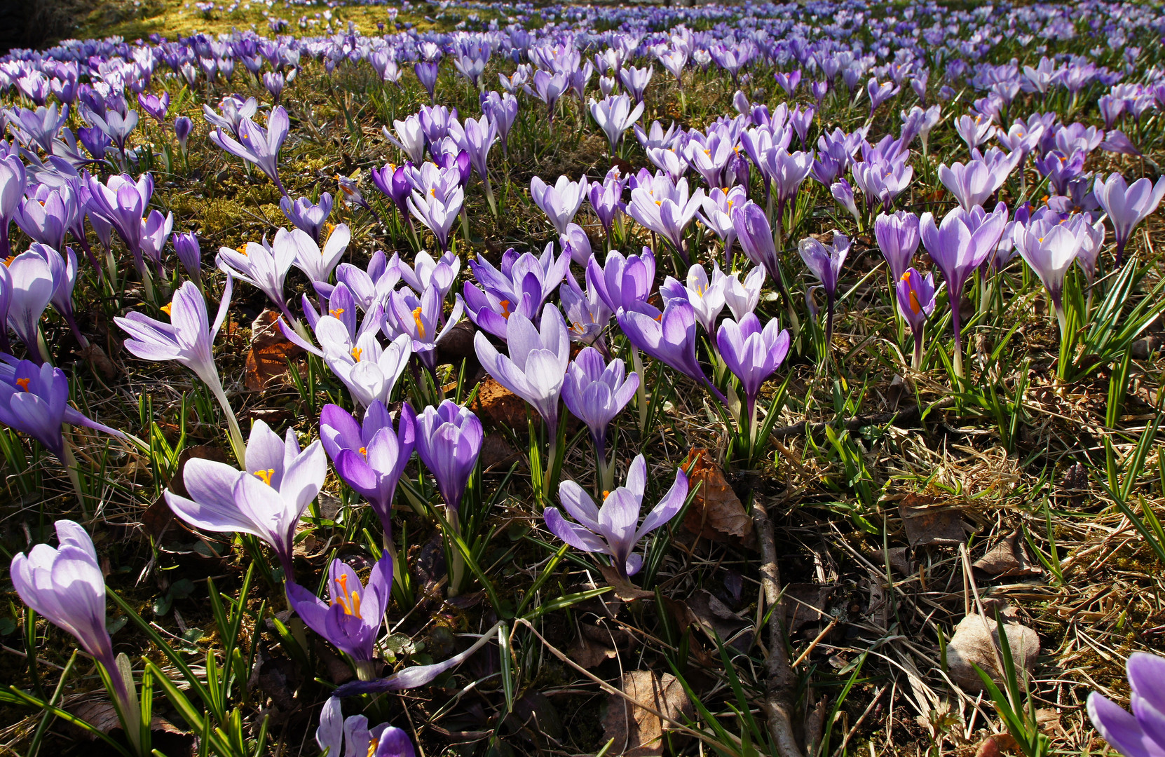 Krokuswiesen in Drebach / Erzgebirge