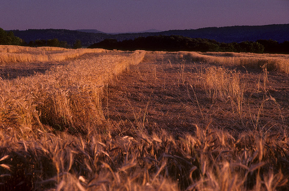 Kron im aller letzten Abendlicht