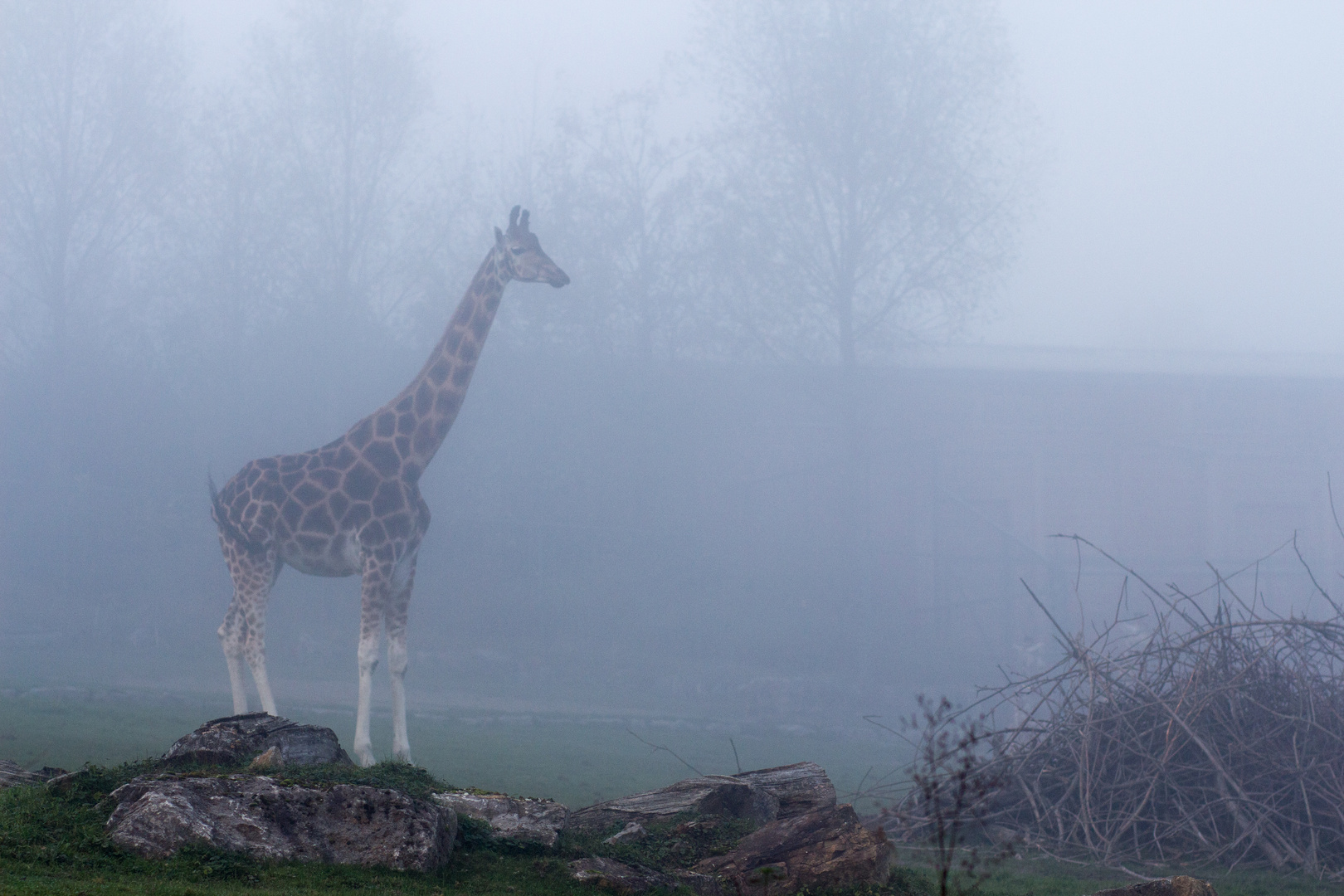 Kronberger Nebelgiraffe