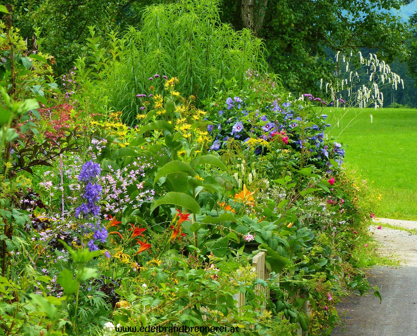 Kronbühel-Hof Garten in Schwoich mit Sanguisorba tenuifolia und Hibiscus "Blue Bird"