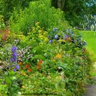 Kronbühel-Hof Garten in Schwoich mit Sanguisorba tenuifolia und Hibiscus "Blue Bird"