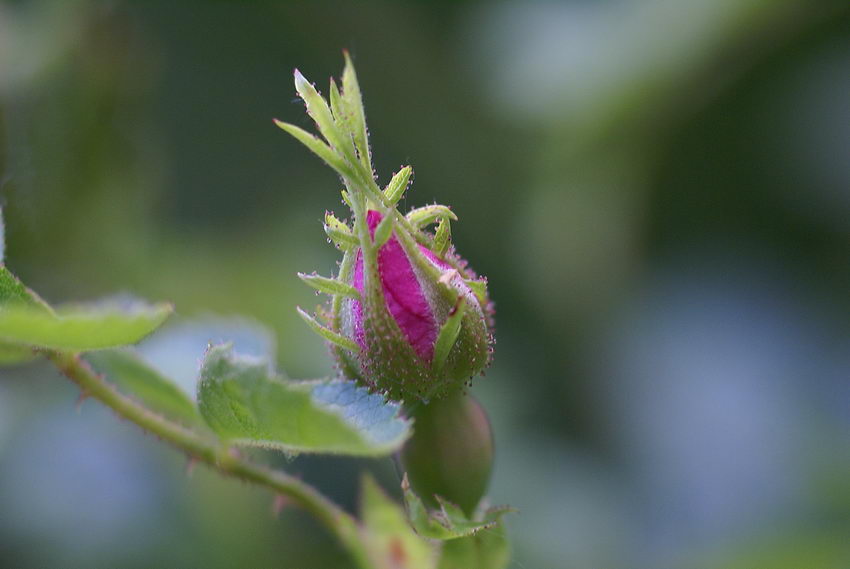 Krone der Natur