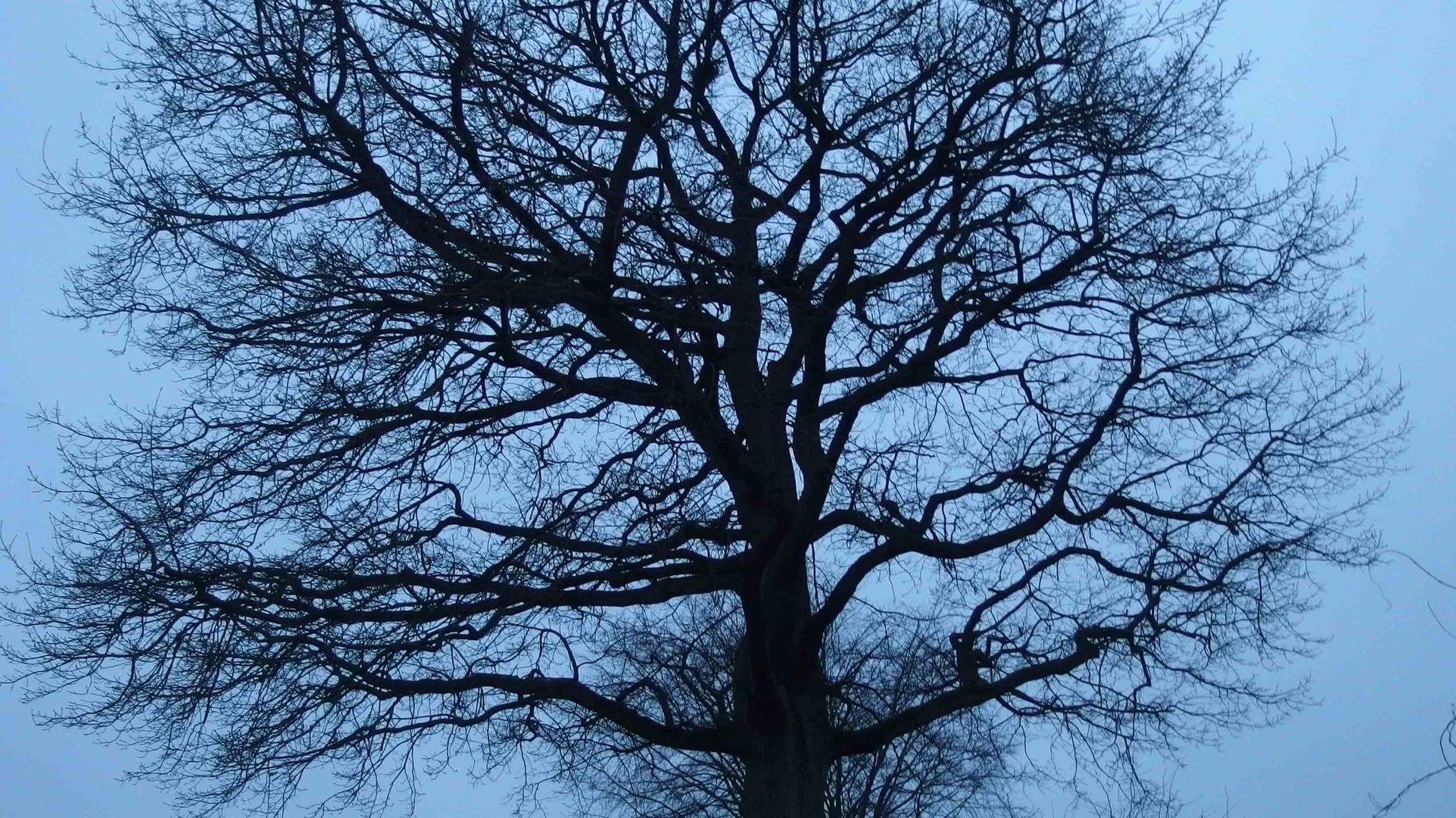 Krone des Baumes