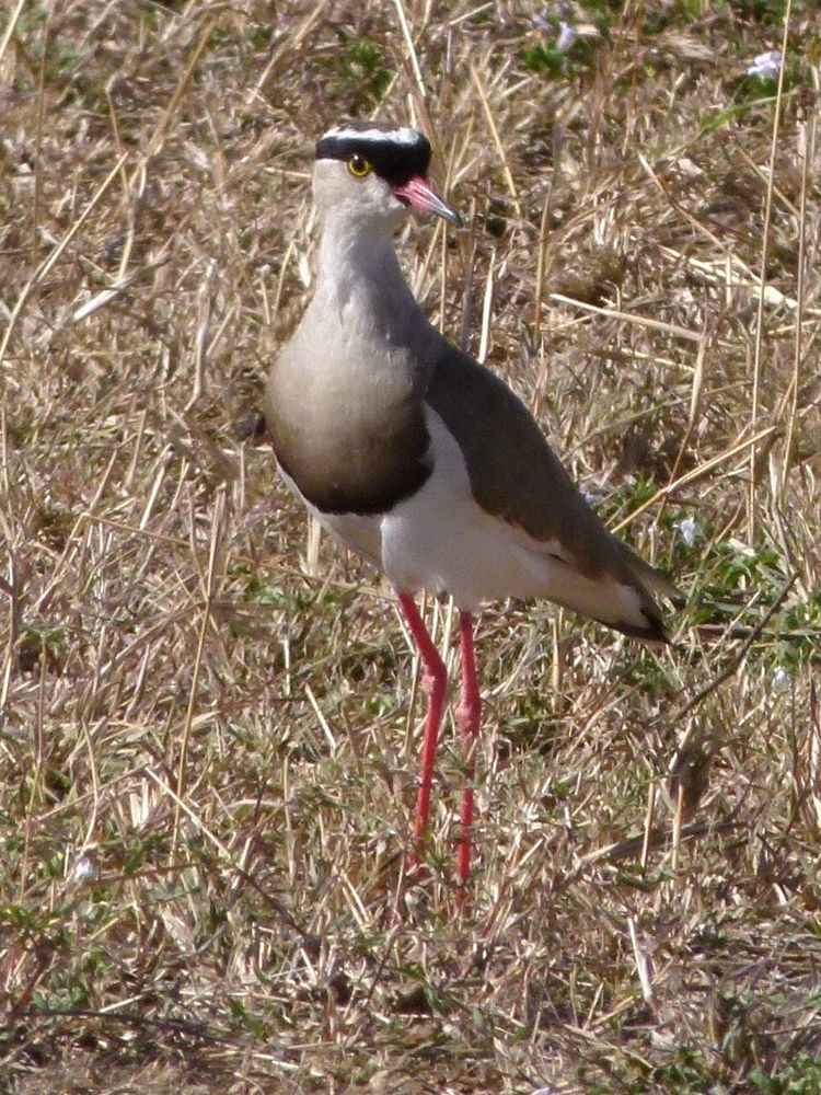 Kronekiebitz in der Masai Mara