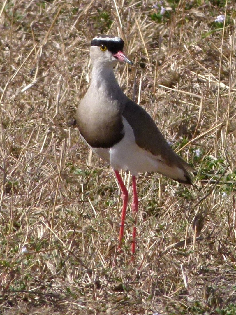 Kronekiebitz in der Masai Mara